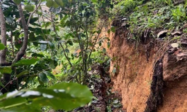 Quả đồi ở Lâm Đồng xuất hiện vết nứt dài hơn 100m, khẩn trương di dời người dân