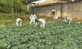 Phạm nhân Trại giam số 1 lao động sản xuất.