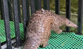 Người đàn ông quay phim con vật lạ, nhờ kiểm lâm hỗ trợ