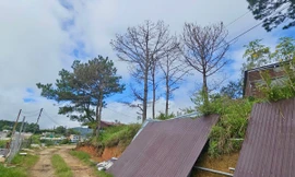 Thông tin mới về vụ nhiều cây thông cổ thụ chết khô bất thường ở Lâm Đồng