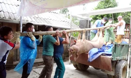 Tuyên Quang: Dịch tả lợn châu Phi lan rộng, lập tổ phản ứng nhanh