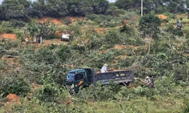 Cưỡng chế hộ dân lấn chiếm hơn 77.000m² đất tại Lâm Đồng