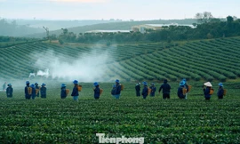 Sản lượng chè của Việt Nam đứng thứ 7 toàn cầu