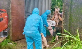 Lâm Đồng xuất hiện dịch tả lợn Châu Phi