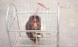 Cứu cá thể khỉ mặt đỏ quý hiếm 