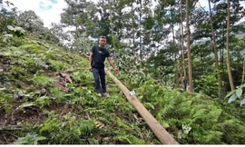 Bị khởi tố vì cưa cây, vô ý làm chết người 