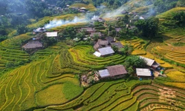 Lúa chín vàng, thơm ngát ở ngôi làng Việt đẹp nhất châu Á