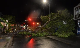 Cây xanh bật gốc nằm chắn hết đường giao thông tại phường Mỹ Phong, tỉnh Đồng Tháp vào chiều tối ngày 21/7.