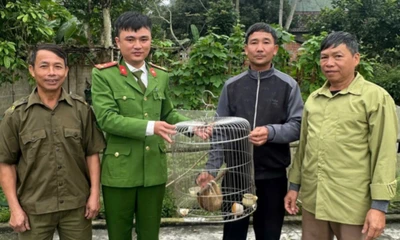 Bắt được culi trong vườn keo, người dân giao nộp cho ngành chức năng