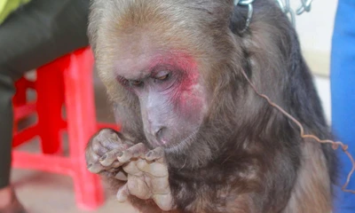 Người dân bàn giao 3 cá thể khỉ quý hiếm để thả về rừng