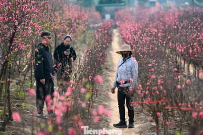 24 tháng Chạp: Đào nở sớm, khách thưa thớt, làng Nhật Tân như... mất Tết 