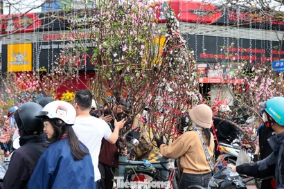 Đào, quất giảm giá sập sàn ngày 29 Tết