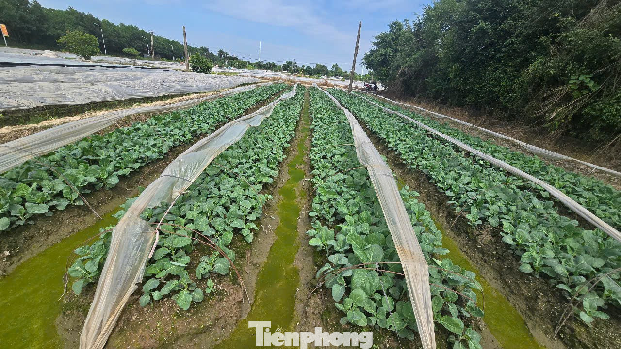 Hà Nội chính thức thông qua bảng giá đất mới, đất nông nghiệp cao nhất 290.000 đồng/m2