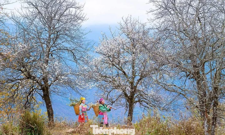 Hoa sơn tra đẹp như cổ tích giữa đất trời Tây Bắc 