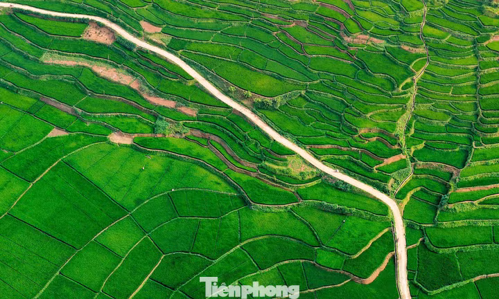 Ruộng bậc thang đẹp tuyệt khi lúa vào thì con gái