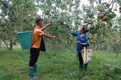 Chuyện áp dụng khoa học kỹ thuật để thoát nghèo ở xã vùng cao của Lào Cai