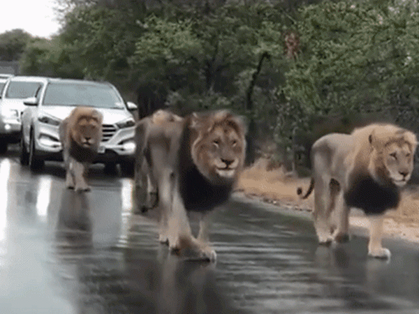 Ôtô tắc nghẽn hàng dài để nhường đường cho... sư tử đi dạo