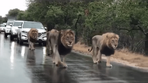 Những con sư tử thuộc liên minh Mantimahle.