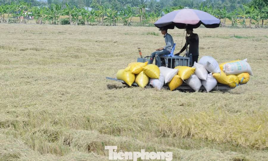 Doanh nghiệp nợ tiền mua lúa hàng tỷ đồng, nhưng chây ì không trả