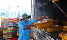 Cảng cá Trần Đề gác chốt 24/24h, quyết liệt chống khai thác IUU