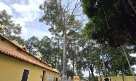 Cây di sản và bia đá hơn 200 tuổi giữa vùng Thoại Sơn