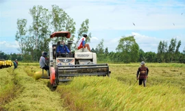 Vì sao giá lúa ở An Giang giảm mà bà con lại vui?