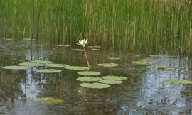 Nhiều loại cây 'vắng bóng' ở Tràm Chim nay xuất hiện, sếu đầu đỏ sắp trở về