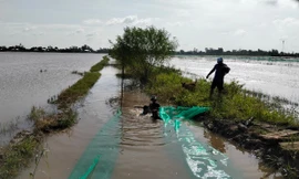 Người dân đầu nguồn lũ miền Tây bảo vệ nguồn lợi cá đồng