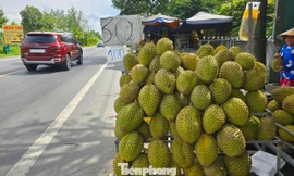 Sầu riêng đang là 'cuộc chơi' của Việt Nam và Thái Lan