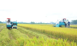 'Bài học xương máu' nhìn từ vụ kiện gạo Việt Nam ngon nhất thế giới 