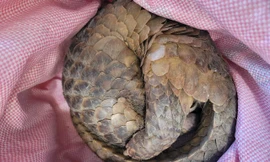 Người dân ở Vĩnh Long giao nộp rùa vàng và tê tê