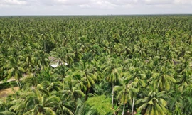 Cải thiện sinh kế nông dân, vươn lên làm giàu bền vững từ cây dừa