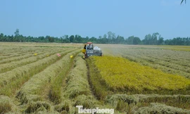 Doanh nghiệp Hàn muốn đầu tư dự án 'nâng tầm' cho rơm rạ, bảo vệ môi trường