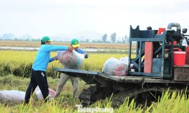 Giá lúa giảm mạnh, nông dân đứng ngồi không yên 