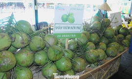 Hậu sáp nhập 3 tỉnh, doanh thu dừa tươi dồn về 1 mối lớn nhất nước