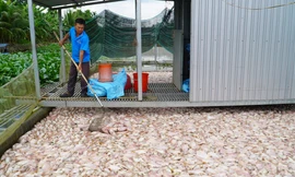 Vì sao hơn 74 tấn cá chết bất thường ở Cần Thơ?