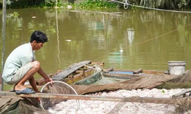 Nguyên nhân hàng chục tấn cá điêu hồng chết nhiều chưa từng có ở Cần Thơ