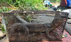 Làm vườn thấy kỳ đà quý hiếm nên bắt giao công an