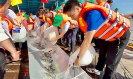 Thả hơn 215.000 cá giống xuống sông Hậu tái tạo nguồn lợi thủy sản ĐBSCL