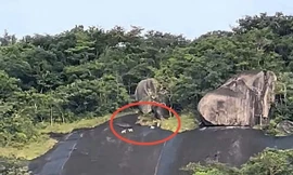 An Giang xác minh thông tin 4 con khỉ trắng xuất hiện ở Hòn Sơn