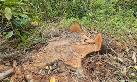 Điều tra vụ chặt hạ hàng loạt cây xanh tại Cần Thơ