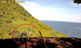 'Khỉ trắng' trên núi Ma Thiên Lãnh thực chất là... chó nuôi