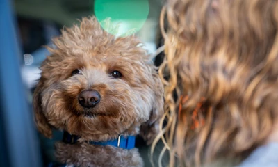 Chú chó bị chủ bỏ rơi ở sân bay Las Vegas nhận được hàng nghìn đơn nhận nuôi