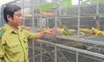 Bất ngờ phát hiện hộ dân nuôi trái phép hàng trăm động vật hoang dã