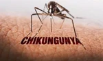 Nguy cơ bệnh Chikungunya xâm nhập Việt Nam, Bộ Y tế ra cảnh báo