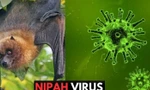 Bộ Y tế khẩn cấp yêu cầu tăng cường giám sát virus Nipah tại cửa khẩu