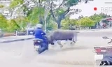 Trâu sổng chuồng lao như tên bắn, húc gãy xương sườn người đi xe máy