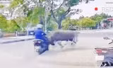 Video trâu lao ra đường húc, đuổi theo người phụ nữ điều khiển xe máy