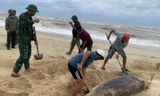 Quảng Trị: Chôn cất cá heo dạt bờ theo tín ngưỡng ngư dân 