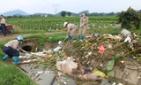 Gần 100 xác lợn trôi trên kênh, cơ quan chức năng Thanh Hóa vào cuộc